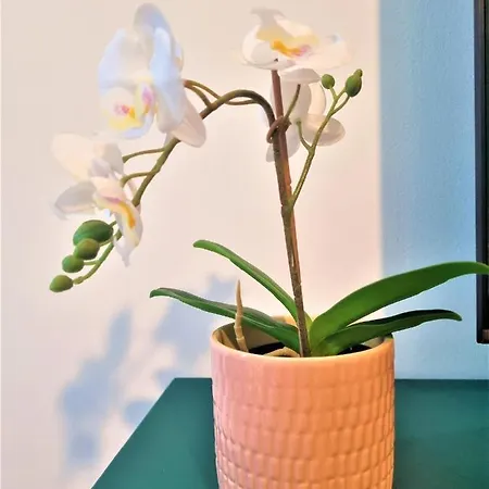 Summer Onix Mamaia Nord * Năvodari