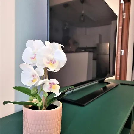 Summer Onix Mamaia Nord *